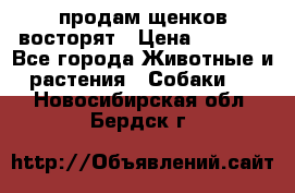 продам щенков восторят › Цена ­ 7 000 - Все города Животные и растения » Собаки   . Новосибирская обл.,Бердск г.